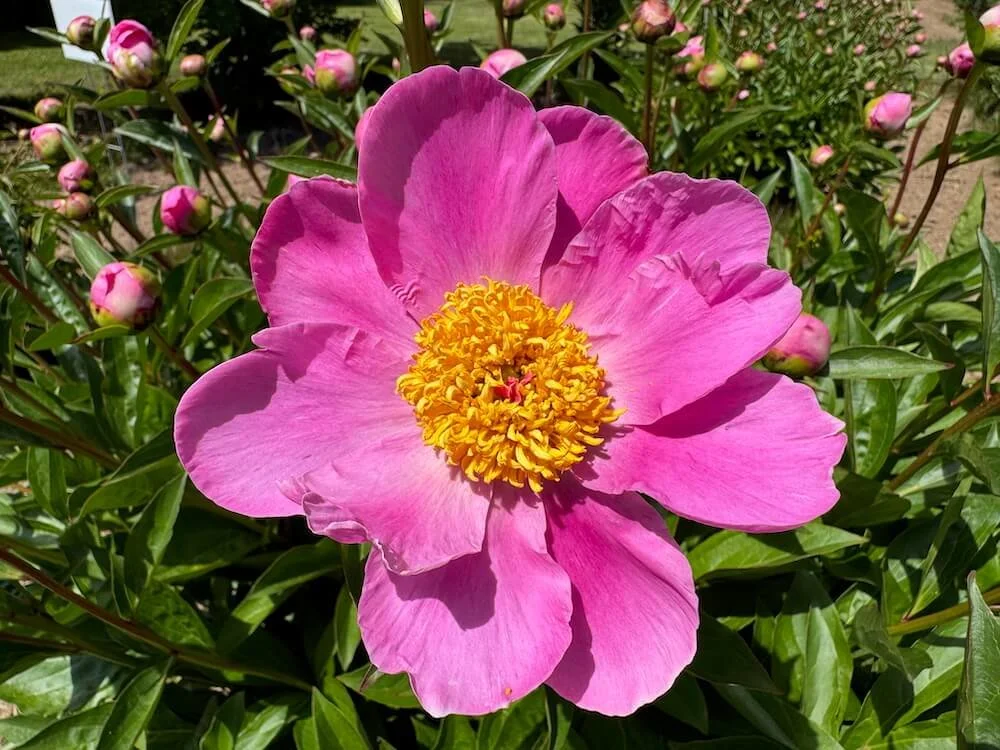 Paeonia lactiflora 'Mischief' (Mischief Peony) — Northwest
